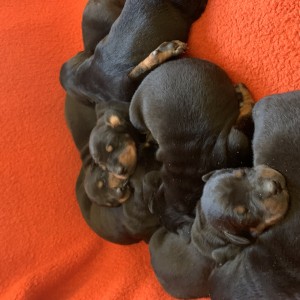 Štenci dobermana
