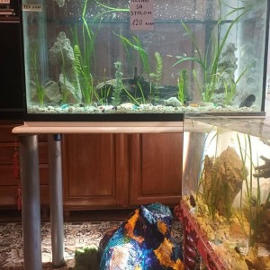 Akvarij 54 litre, sa poklopcem