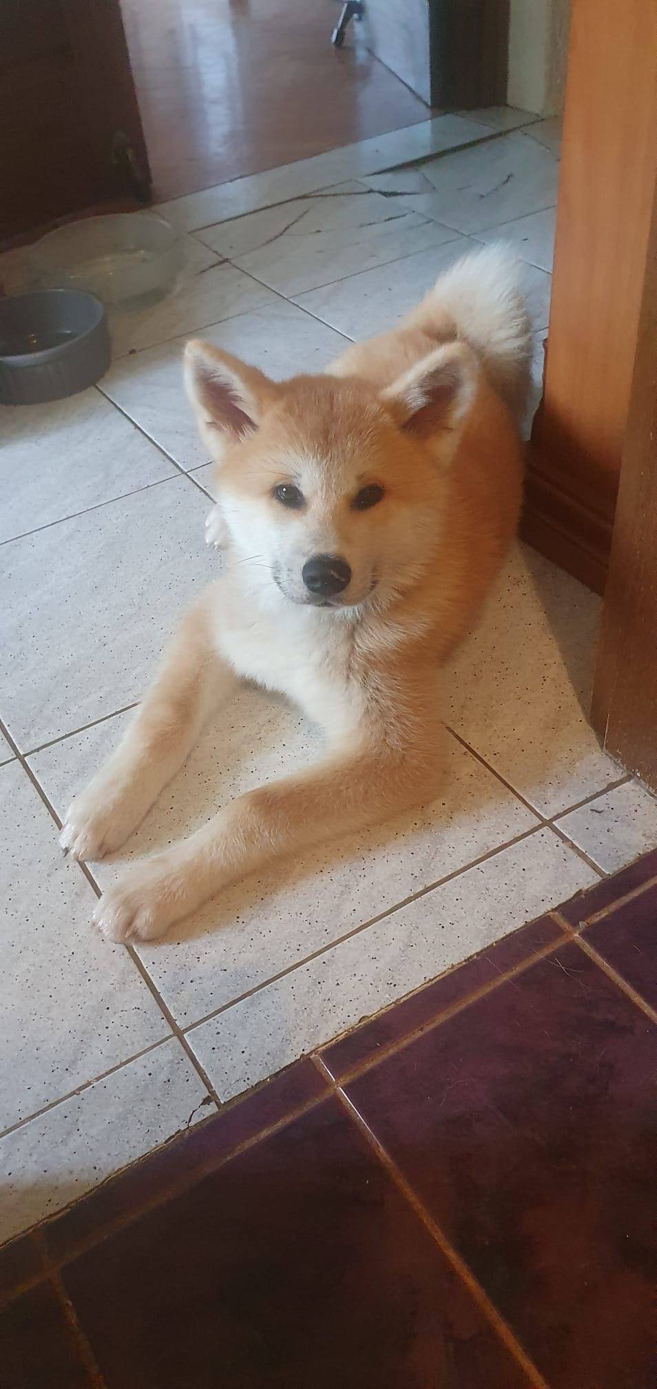 Akita inu štene