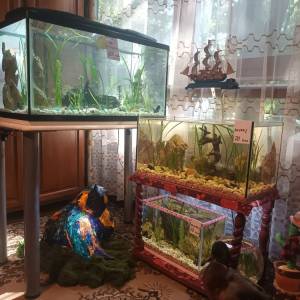 Akvarij 54 litre, sa poklopcem