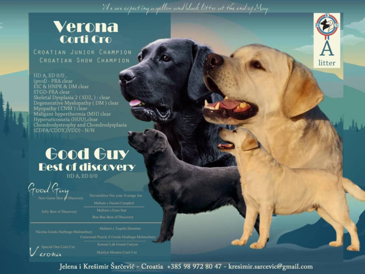 Labrador retriver štenci sa rodovnicom