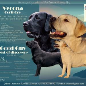 Labrador retriver štenci sa rodovnicom