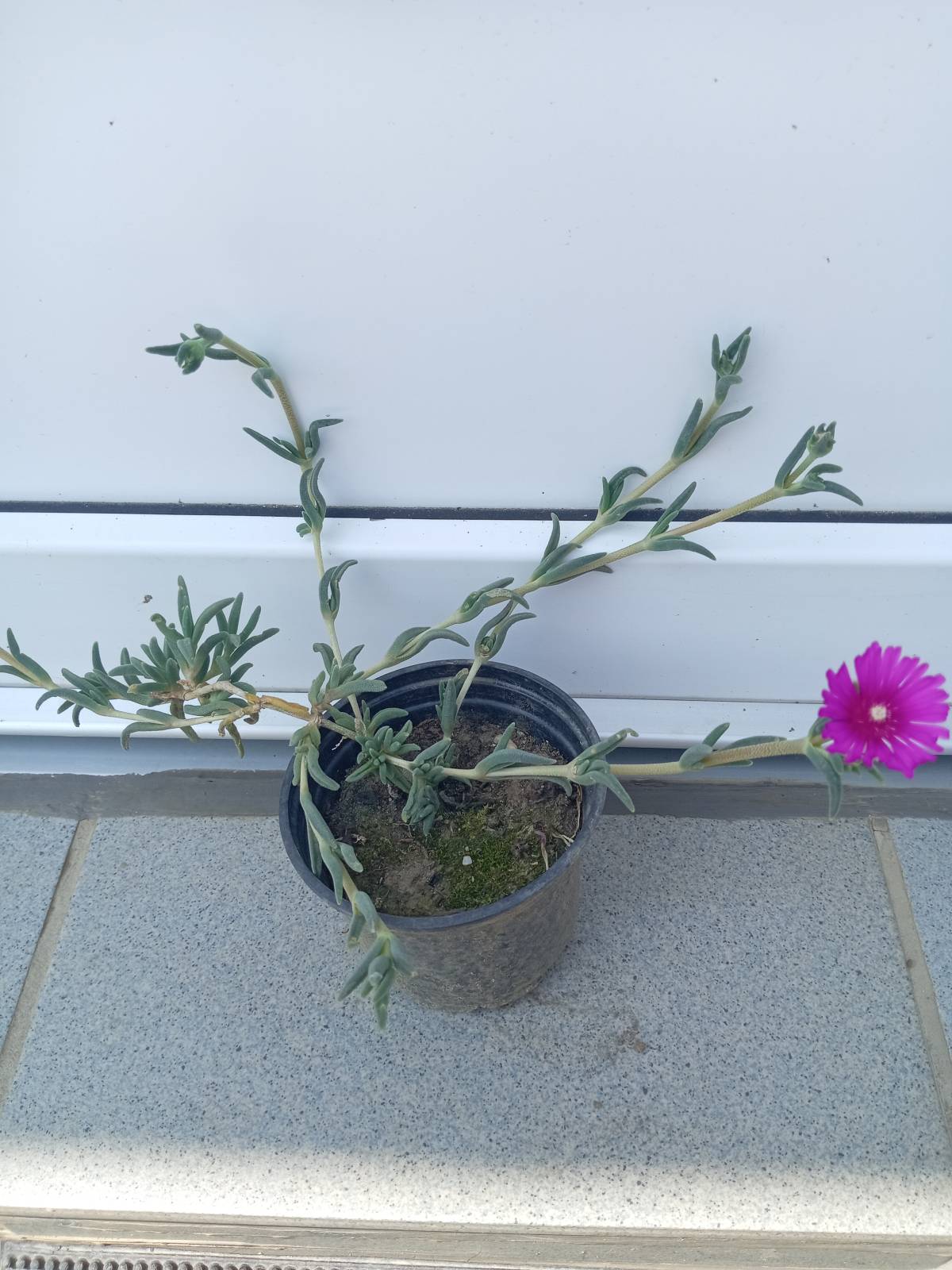 POPUST 25% Prodajem sadnice ŽEDNJAK (sedum) i SEDUM Delosperma cooperi