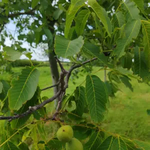 Prodajem zelene orase
