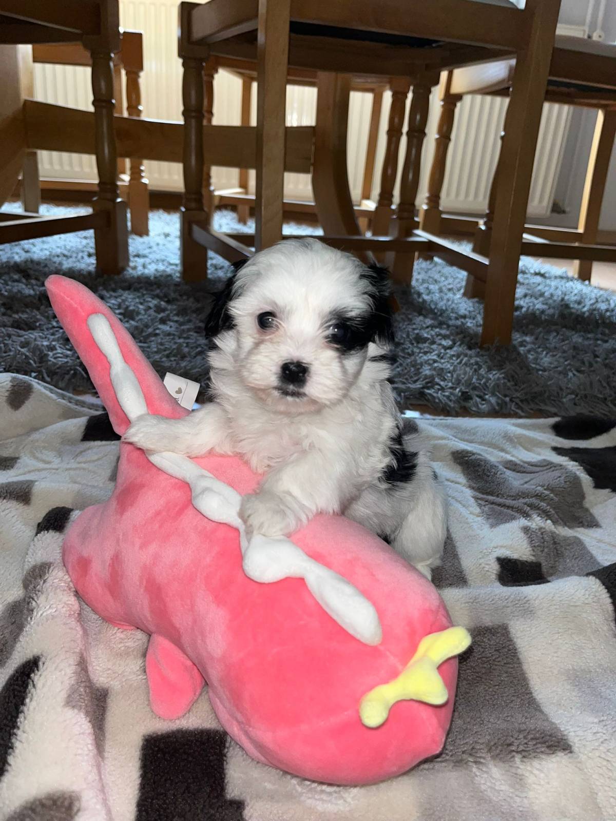 Bichon Havanese, Bichon Havanezer, Havanski Bišon - psići - video