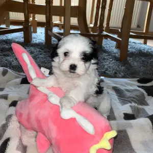 Bichon Havanese, Bichon Havanezer, Havanski Bišon - psići - video