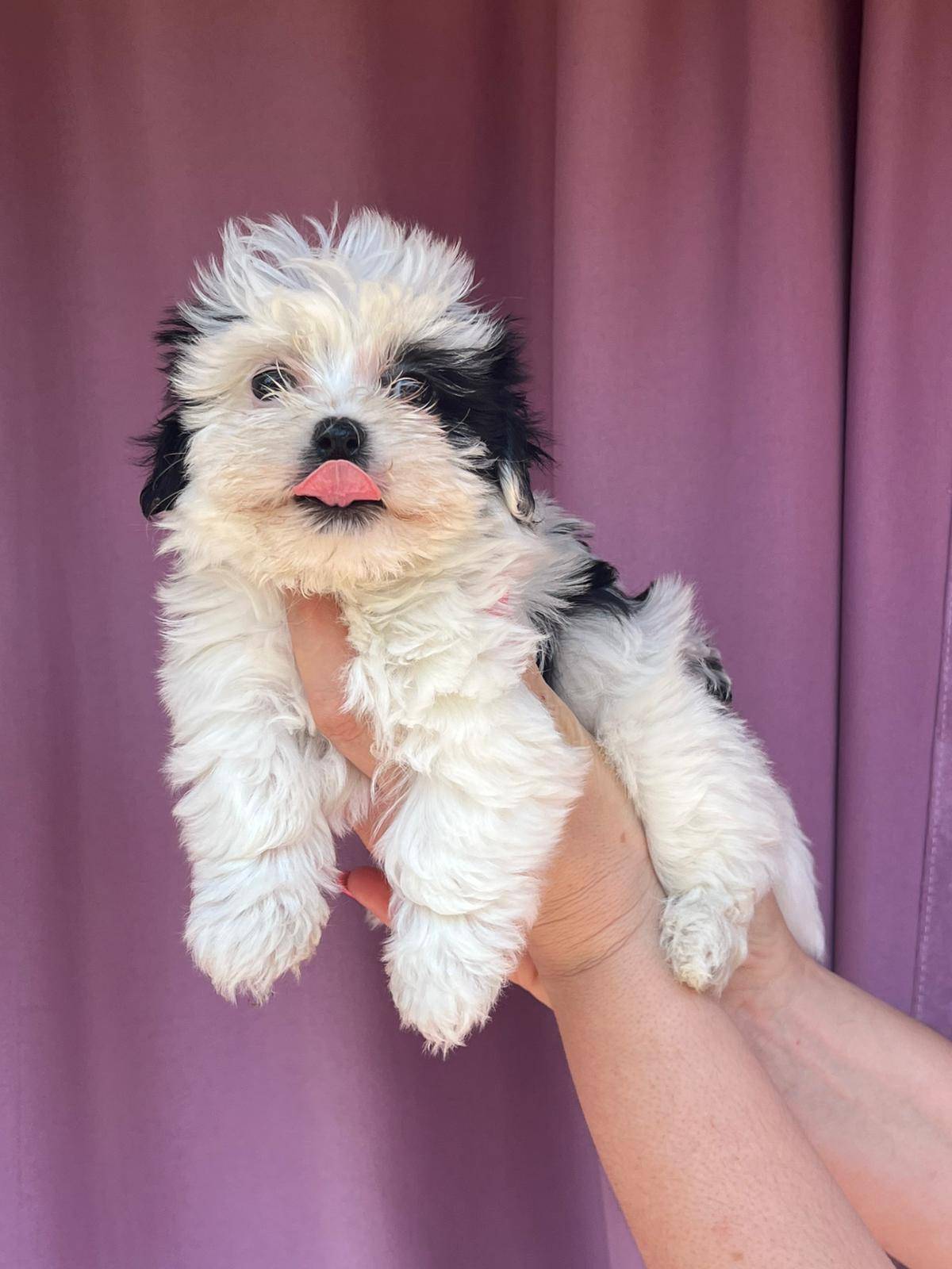 Bichon Havanese, Bichon Havanezer, Havanski Bišon - psići - video