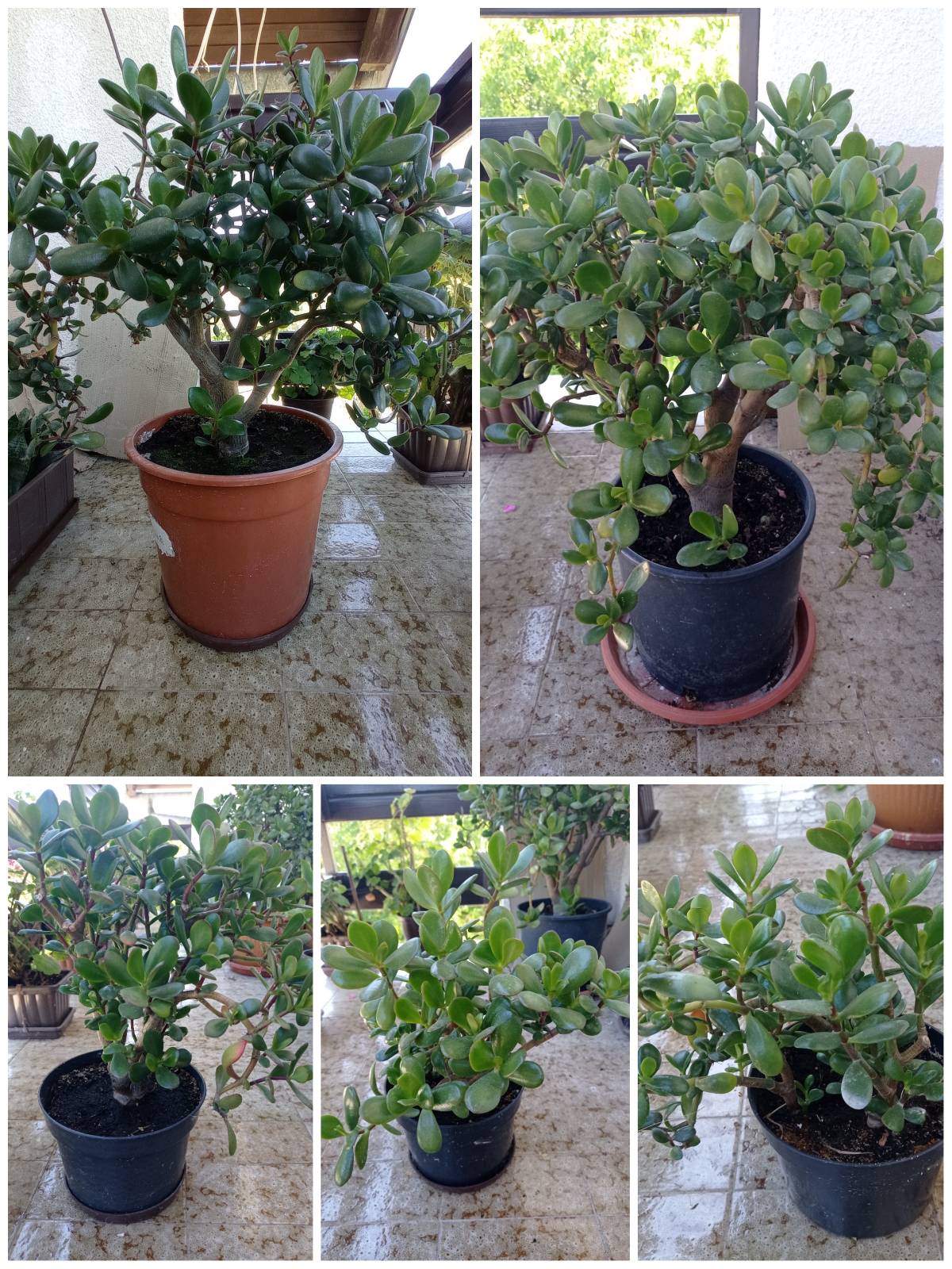 CRASSULA OVATA - DRVO ŽADA