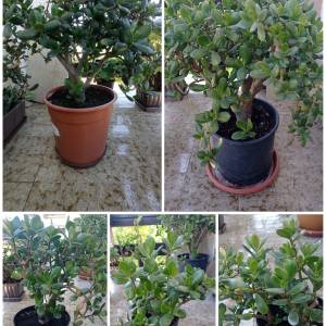 CRASSULA OVATA - DRVO ŽADA