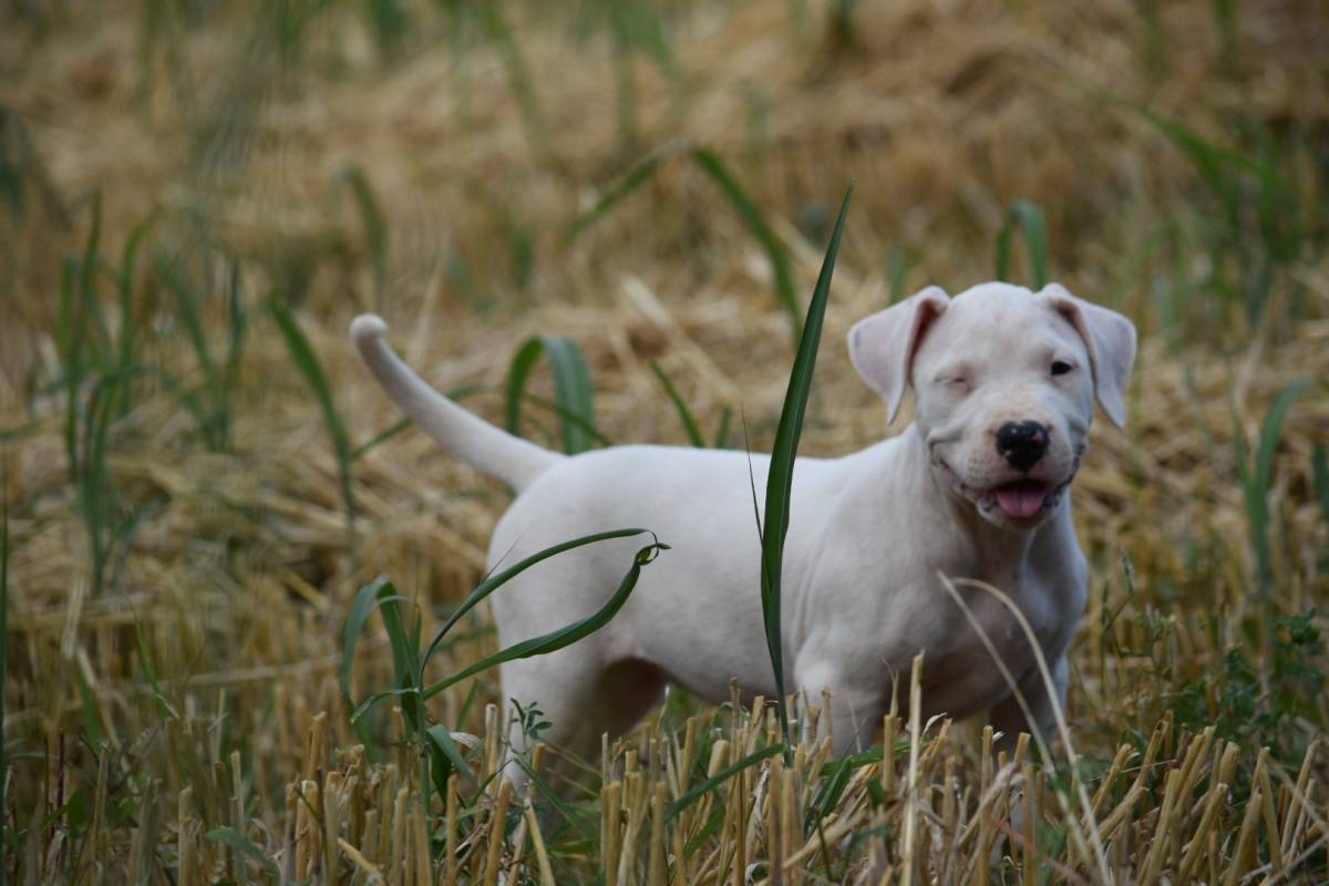 Dogo argentino štenci