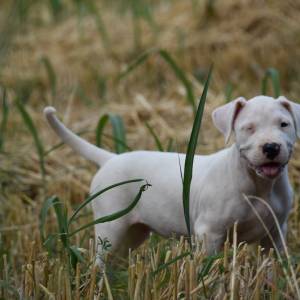 Dogo argentino štenci