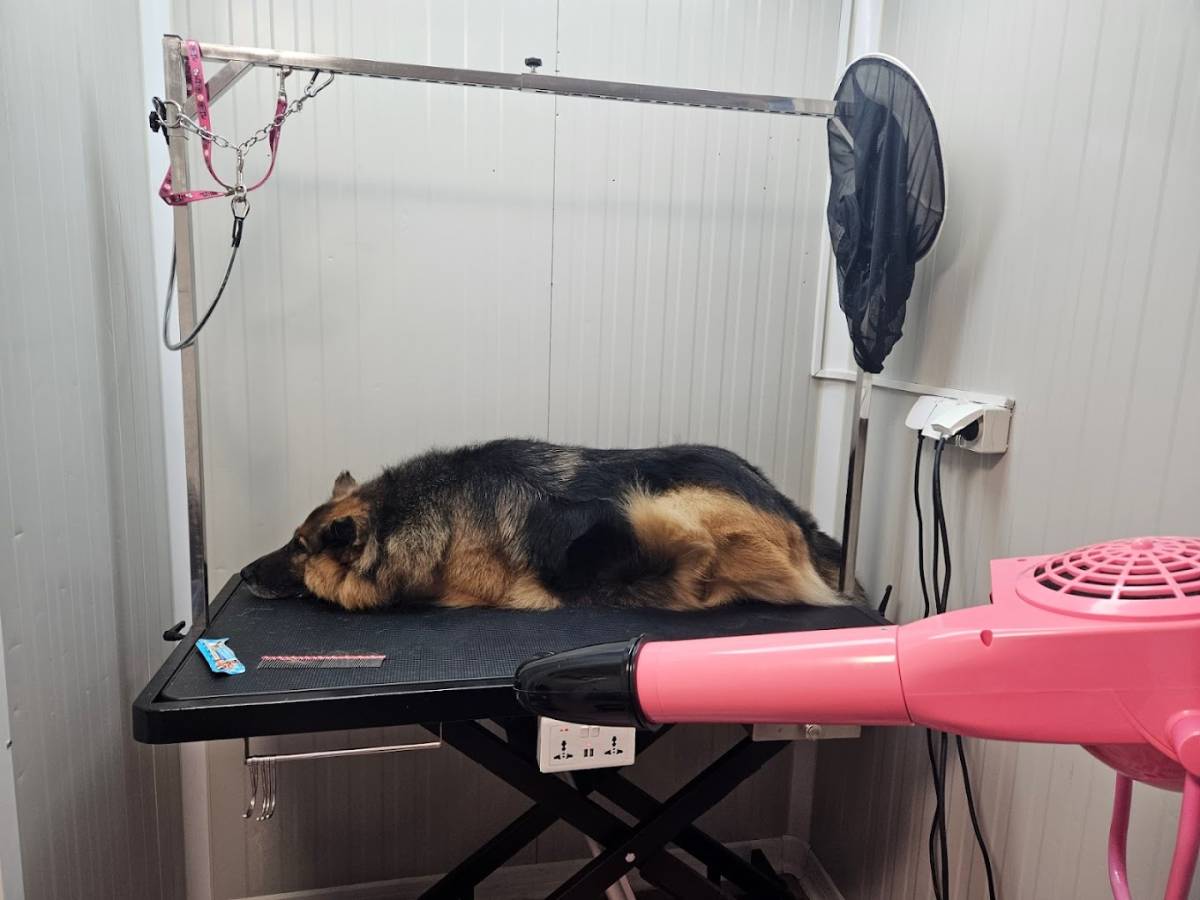 Kompletna oprema za grooming salon (salon za pse)