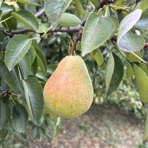 Kruške Viljamovka – domaće, zrele, za preradu – 0,80 €/kg