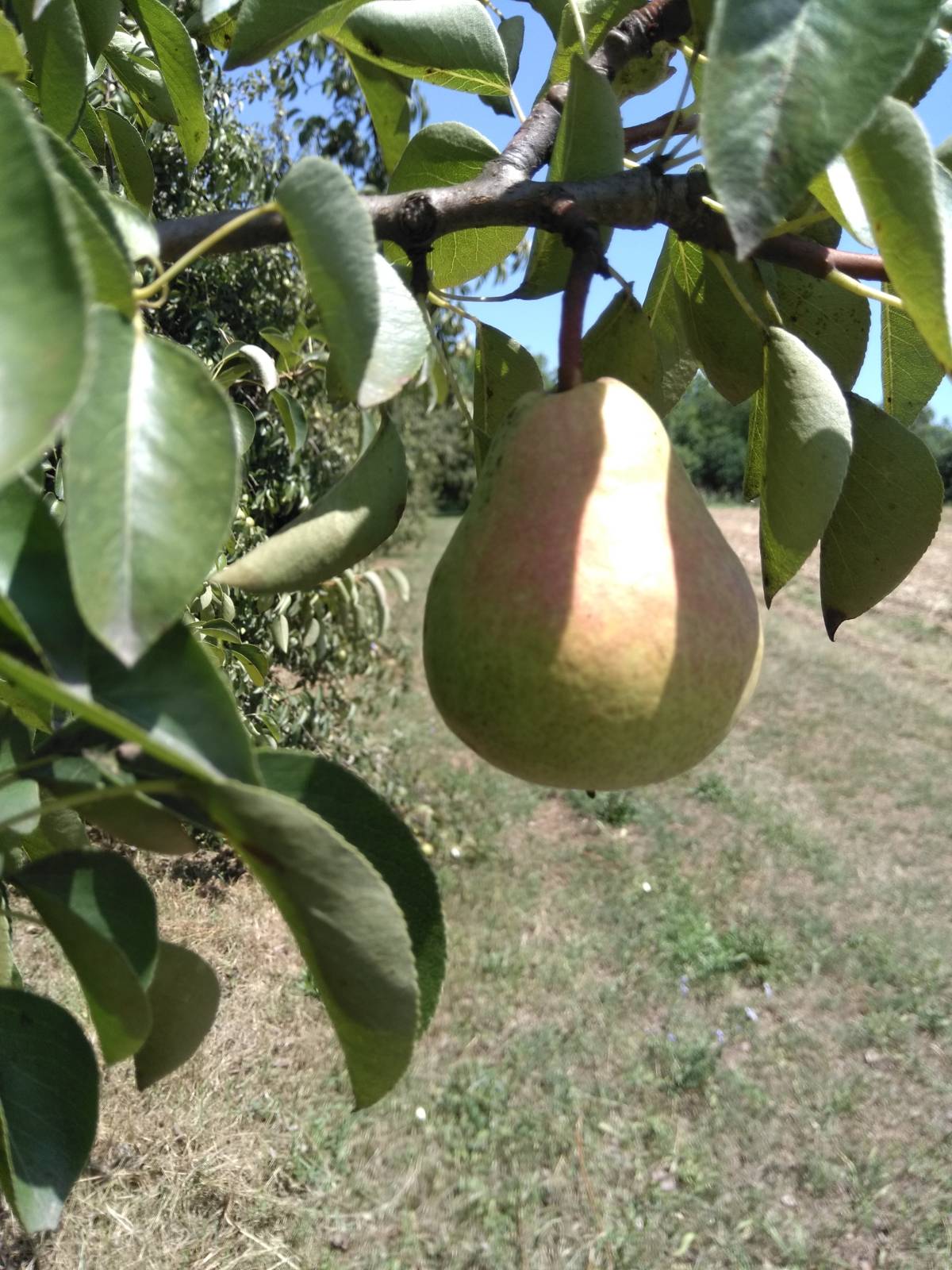 KRUŠKE VILJAMOVKE – IDEALNE ZA DESTILAT I PRERADU – 0,90 €/kg
