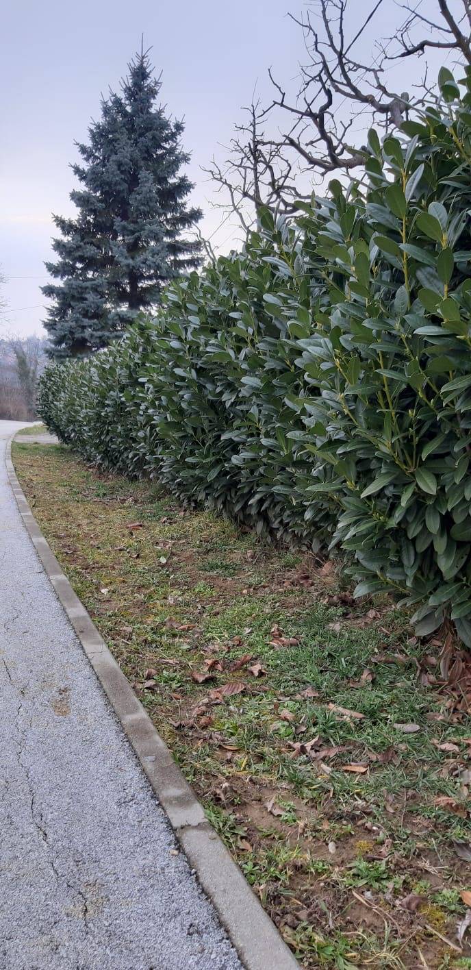 Lovor višnja sadnice razne od 15 do 150 cm