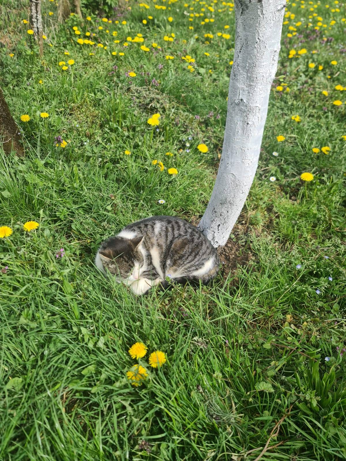 NAJBOLJA kosnja trave u Zagrebu i okolici
