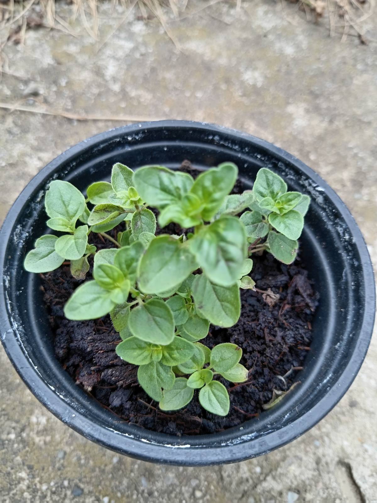 ORIGANO (Origano comune)  Prodajem sadnice origana