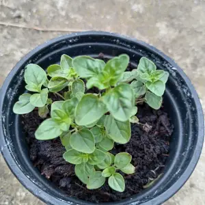 ORIGANO (Origano comune)  Prodajem sadnice origana