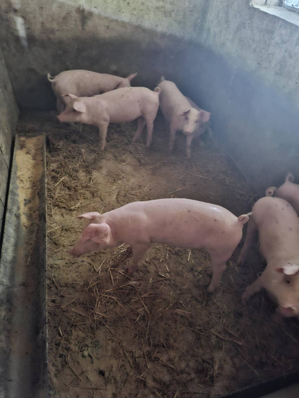 Prodajem zdrave uhranjene prasce – većina muški – ODLIČNA PONUDA