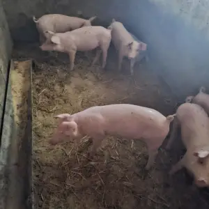 Prodajem zdrave uhranjene prasce – većina muški – ODLIČNA PONUDA