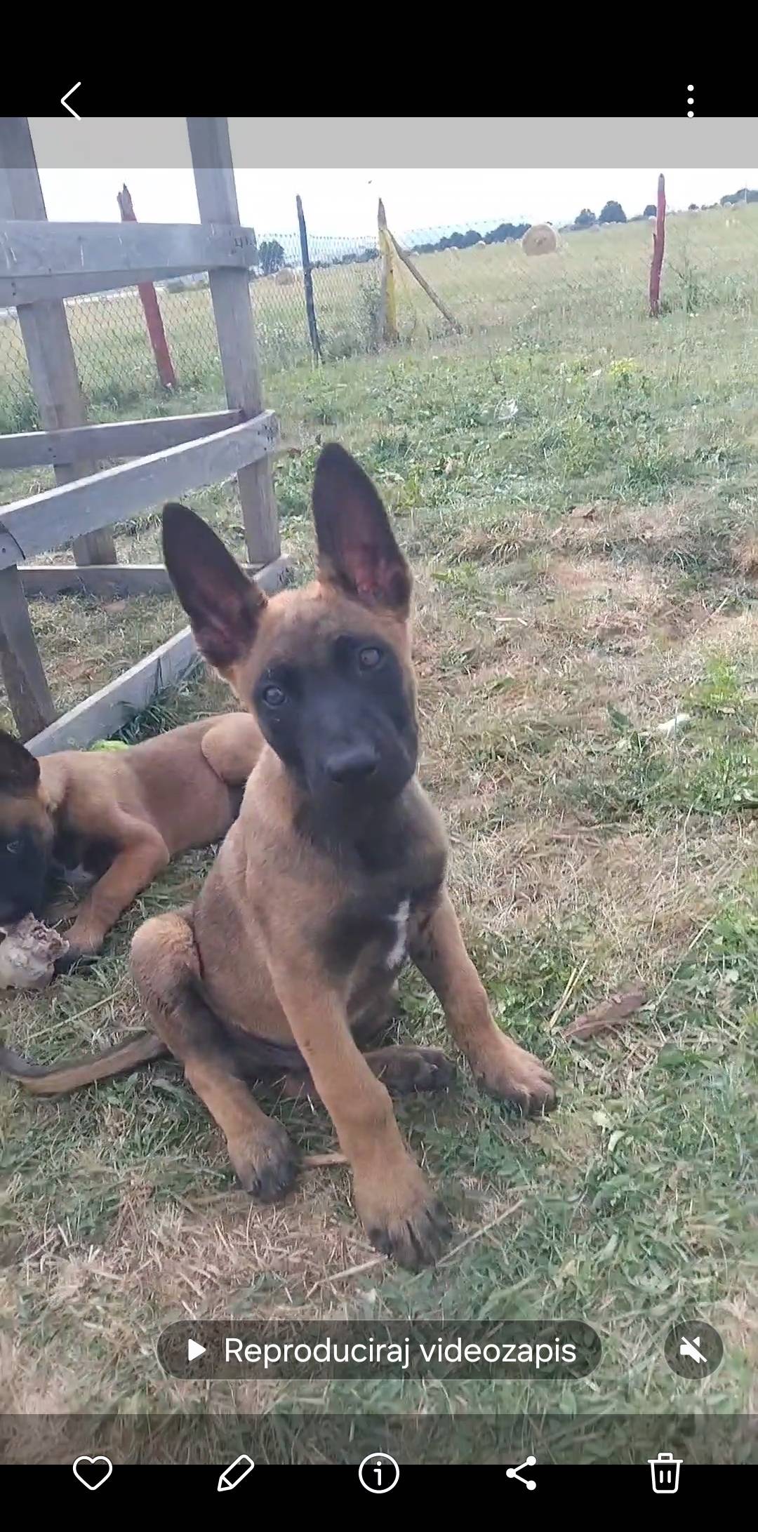 Štenci belgijskog ovčara,,2 mjeseca