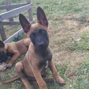Štenci belgijskog ovčara,,2 mjeseca