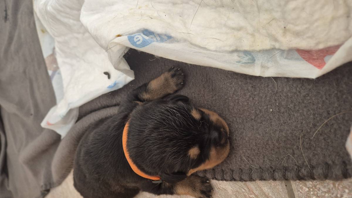 Štenci Rottweiler