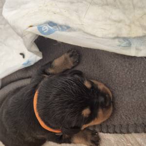 Štenci Rottweiler