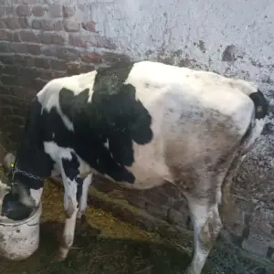 Telad