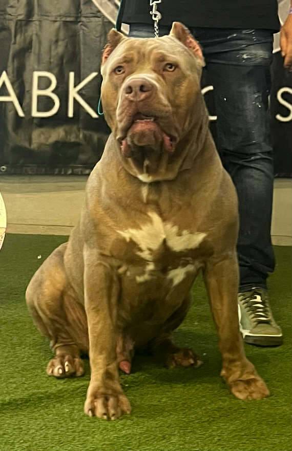 American Bully XL