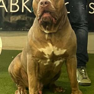 American Bully XL
