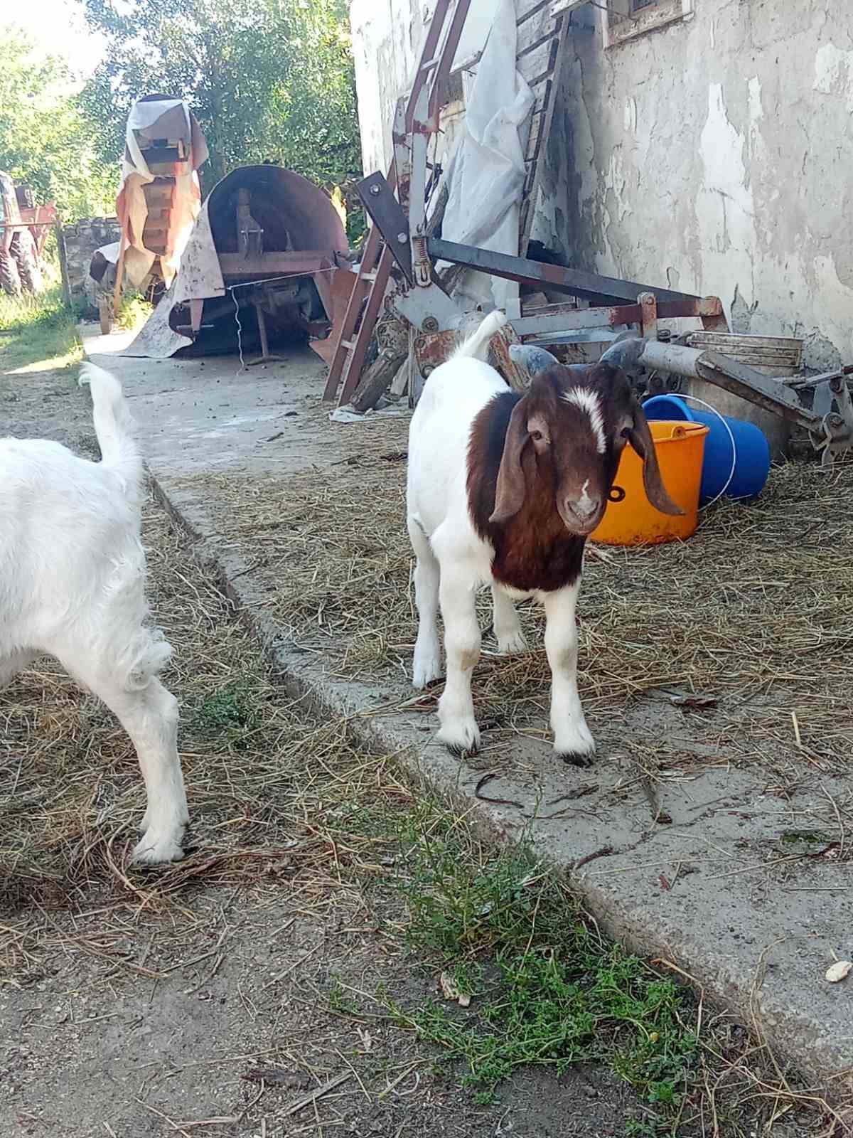 BURSKI JARIČI