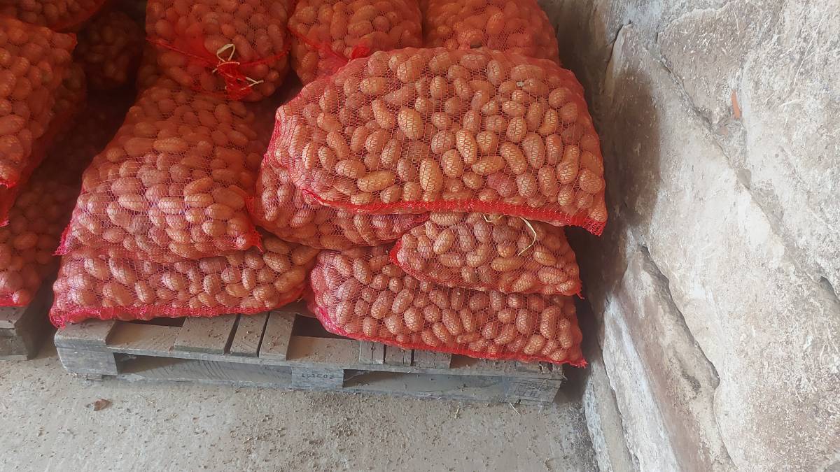 Krumpir sitni za ishranu zivotinja