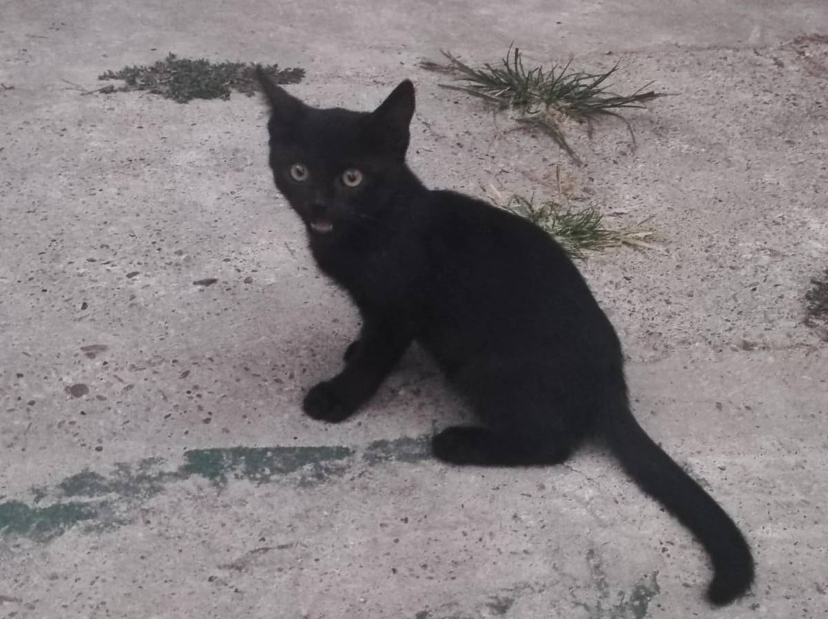 Poklanjam mačiće