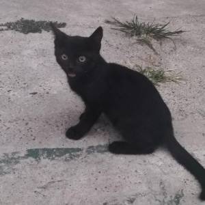 Poklanjam mačiće