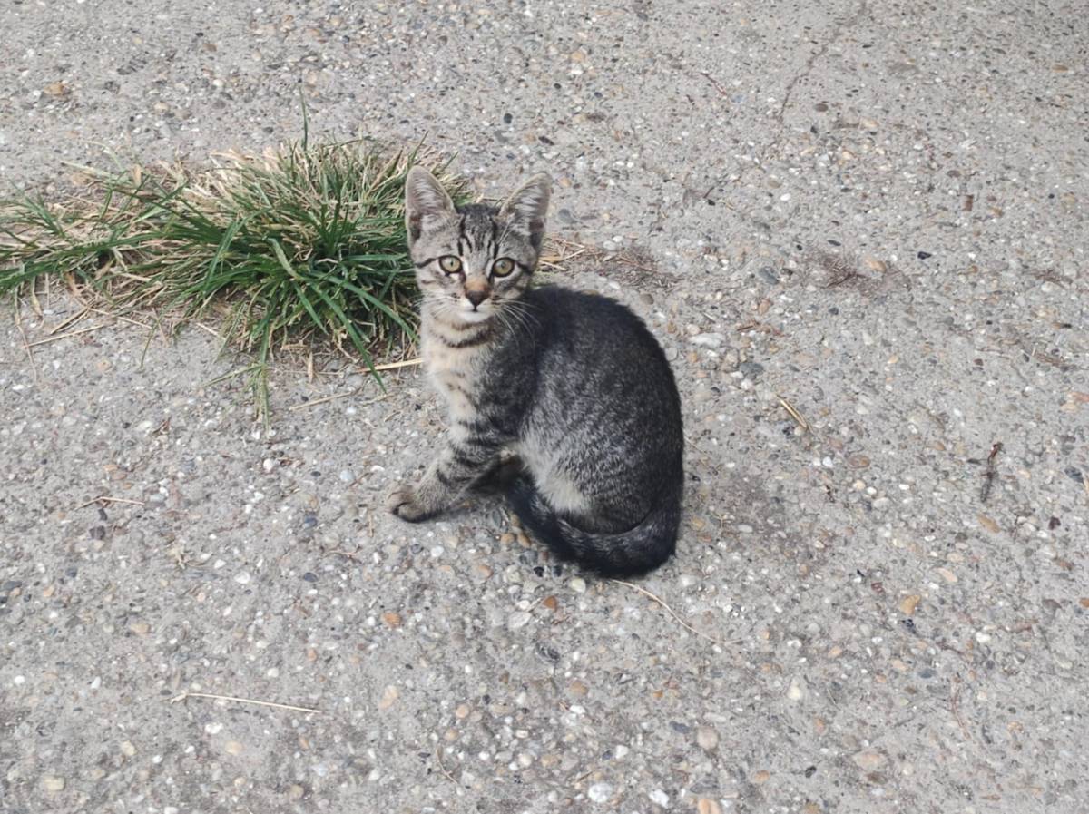 Poklanjam mačiće