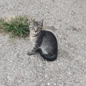 Poklanjam mačiće