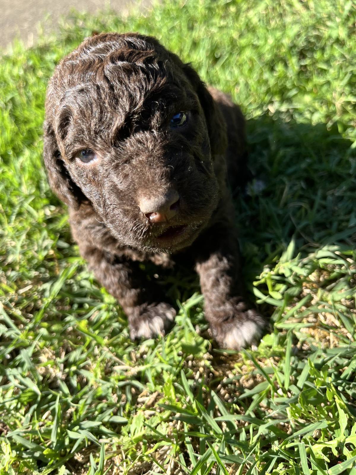 Prodaja štenića- čistokrvni Lagotto Romagnolo