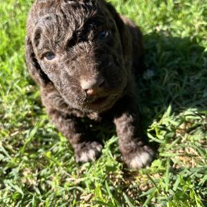 Prodaja štenića- čistokrvni Lagotto Romagnolo