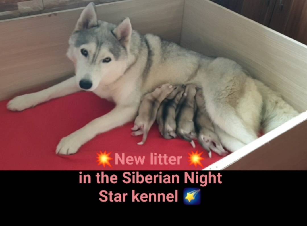 Sibirski haski novo leglo