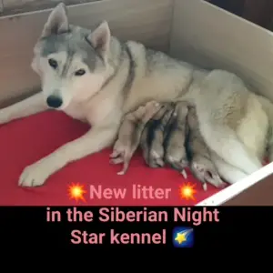 Sibirski haski novo leglo