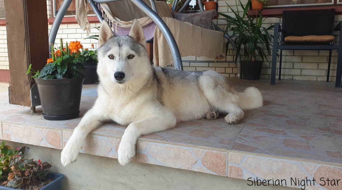 Sibirski haski štenci