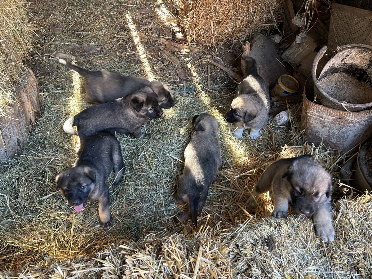 Štenci Križanci šarplaninac i turski kangal