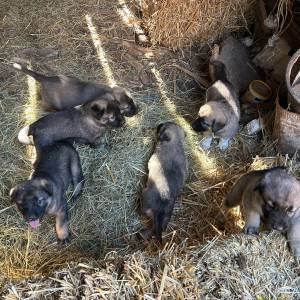 Štenci Križanci šarplaninac i turski kangal