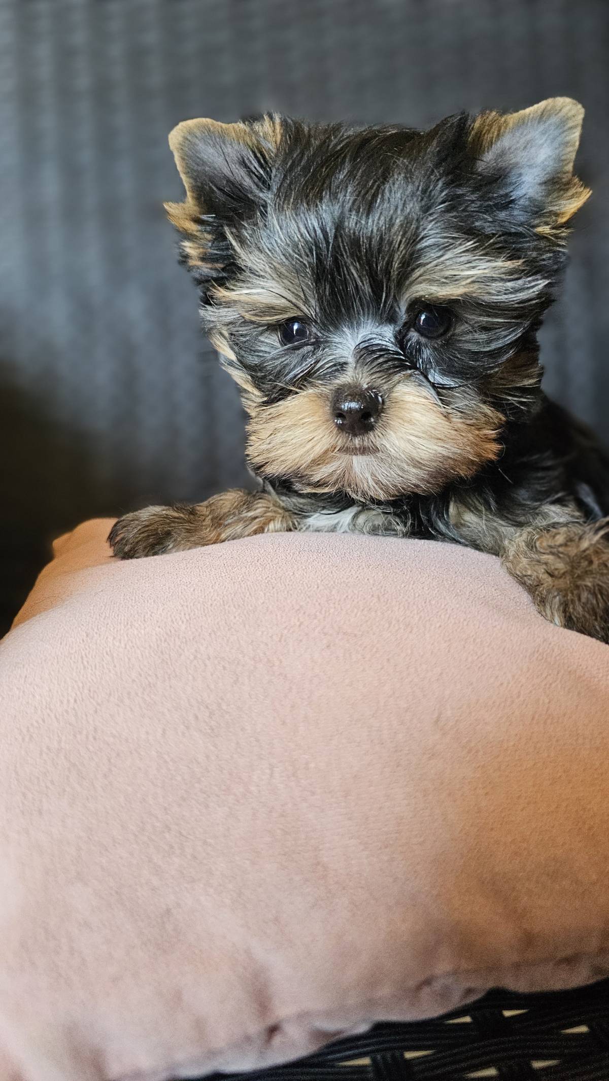 Yorkshire terrier Jorkširski terijer Yorkie Jorki