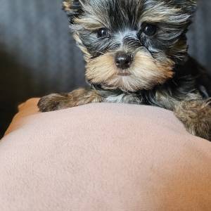 Yorkshire terrier Jorkširski terijer Yorkie Jorki