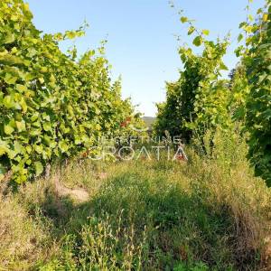 105.333 m2 VINOGRADA, 4.75 EUR/m2!
