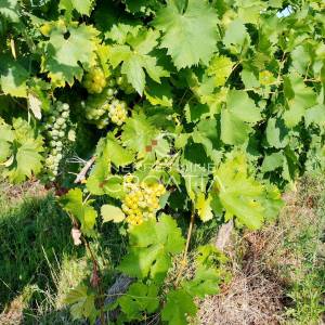 105.333 m2 VINOGRADA, 4.75 EUR/m2!