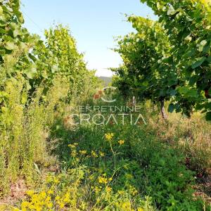 105.333 m2 VINOGRADA, 4.75 EUR/m2!