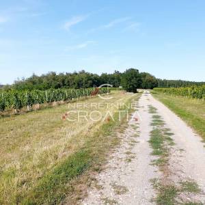 105.333 m2 VINOGRADA, 4.75 EUR/m2!